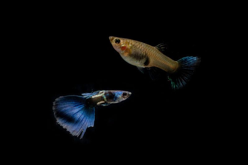 Green Metal Lace Guppies breeding pair, colorful freshwater fish from CT, showcasing vibrant green and intricate lace patterns.