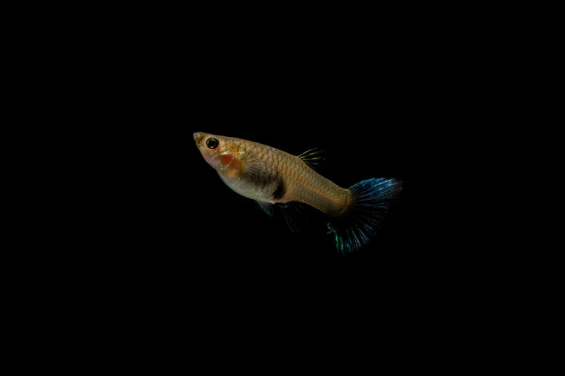Pair of Green Metal Lace Guppies, breeding fish from CT, with vibrant green and intricate lace patterns on their fins.