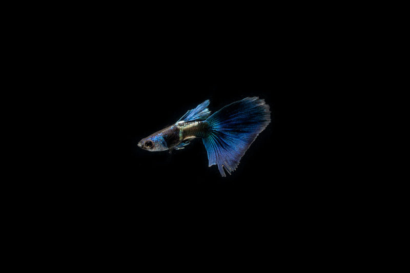 Green Metal Lace Guppies breeding pair, vibrant freshwater fish from CT with striking metallic green and lace pattern.