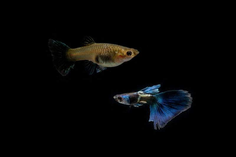 Pair of green metal lace guppies, live fish from CT, showcasing vibrant coloration and patterned fins in an aquatic setting.