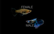 Green Metal Lace Guppies breeding pair, vibrant fish with metallic green and lace pattern, from CT brand.