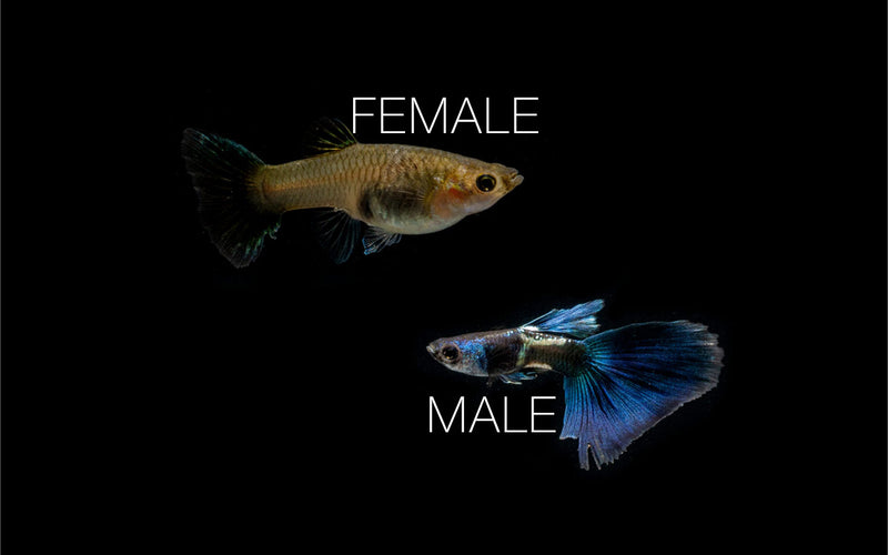 Green Metal Lace Guppies breeding pair, vibrant fish with metallic green and lace pattern, from CT brand.