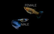 Green Metal Lace Guppies breeding pair, vibrant fish with metallic green and lace pattern, in an aquarium setting.