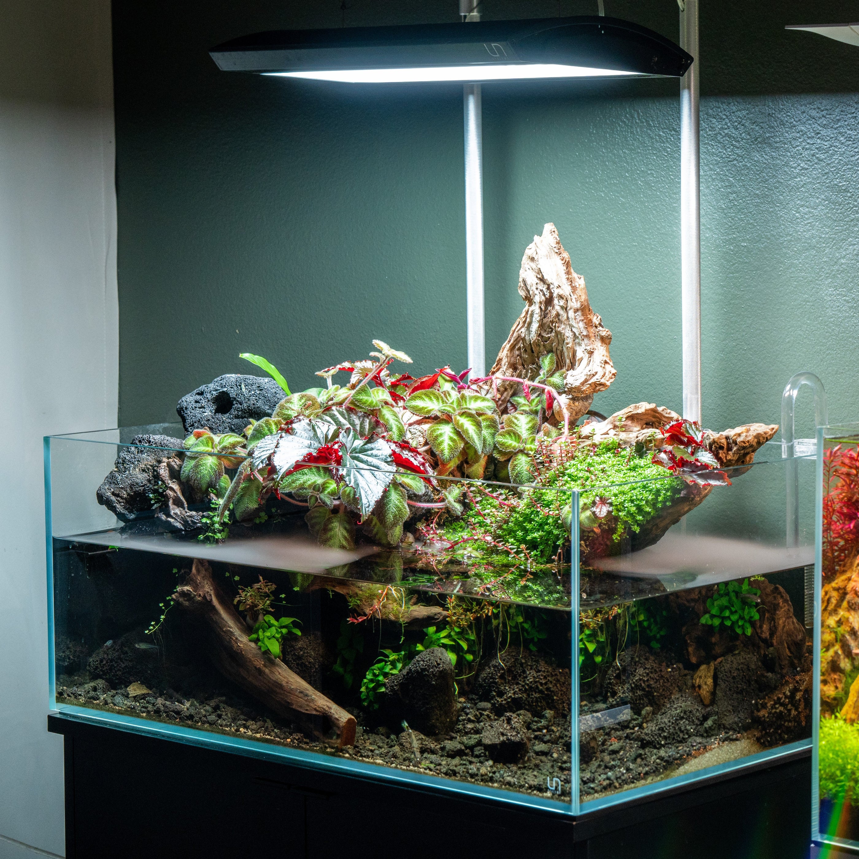 Green Water Labs Algae Control | Combat Algae in the Planted Aquarium ...