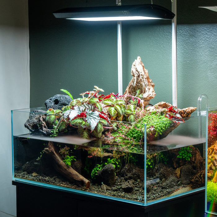 Two weeks into my mini-paludarium; Let me know what you think. : r/Aquariums