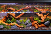 Mopani Wood Driftwood - Buce Plant