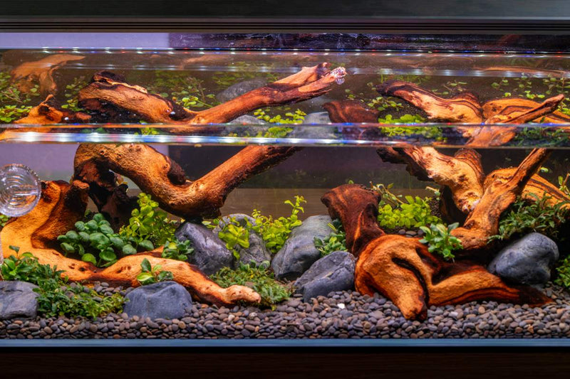 Mopani Wood Driftwood - Buce Plant