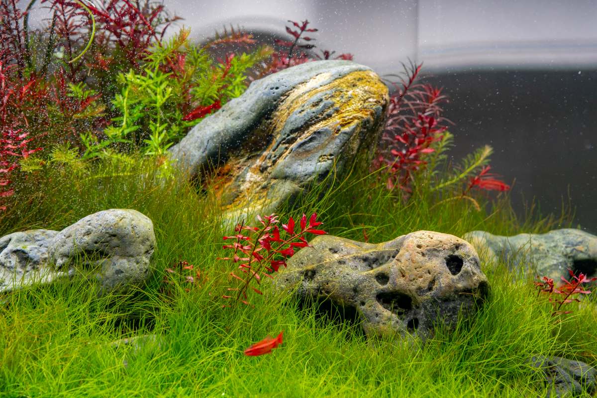 Hakkai Stone Natural Aquarium Hardscape - Buce Plant