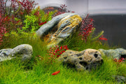 Hakkai Stone