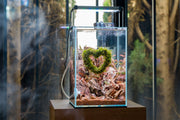 Heart Shaped Christmas Moss Wreath Aquatic Plant - Buce Plant
