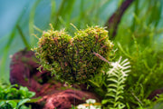 Heart Shaped Christmas Moss Wreath Aquatic Plant - Buce Plant
