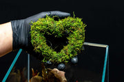 Heart Shaped Christmas Moss Wreath Aquatic Plant - Buce Plant