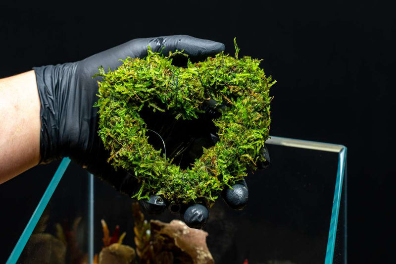 Heart Shaped Christmas Moss Wreath Aquatic Plant - Buce Plant