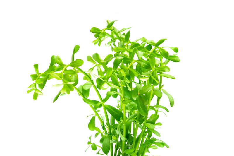 Healthy Hedyotis Salzmannii aquatic plant from CPA, showcasing vibrant green, leafy stems suitable for freshwater aquariums.