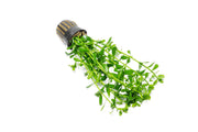 Healthy Hedyotis Salzmannii aquatic plant from CPA with lush green leaves, ideal for freshwater aquariums.