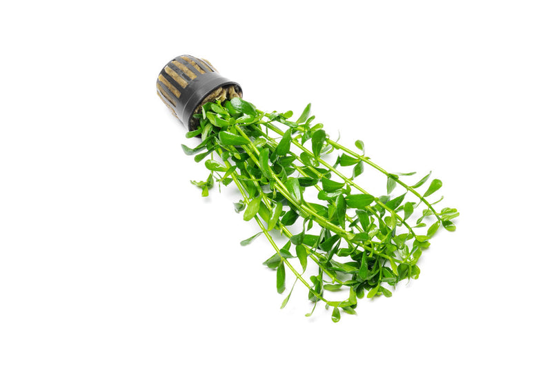 Healthy Hedyotis Salzmannii aquatic plant from CPA with lush green leaves, ideal for freshwater aquariums.