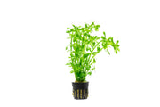 Healthy Hedyotis Salzmannii aquatic plant from CPA with bright green, lush leaves ideal for freshwater aquariums.