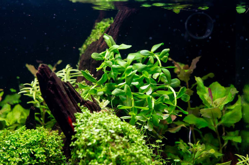 Hedyotis Salzmannii UNS Tissue Culture Aquatic Plant - Buce Plant