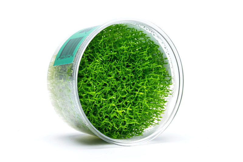 Hedyotis Salzmannii UNS Tissue Culture Aquatic Plant - Buce Plant