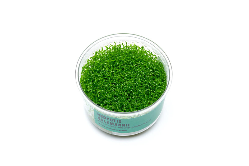 Hedyotis Salzmannii UNS Tissue Culture Aquatic Plant - Buce Plant