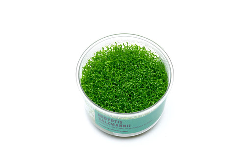 Hedyotis Salzmannii UNS Tissue Culture