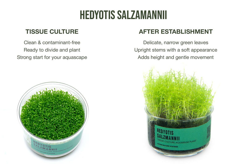 Hedyotis Salzmannii UNS Tissue Culture
