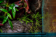 Helanthium Tenellum Broad Leaf Aquatic Farmer Tissue Culture Aquatic Plant - Buce Plant