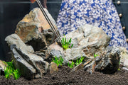 Helanthium Tenellum Broad Leaf UNS Tissue Culture Aquatic Plant - Buce Plant