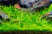 Helanthium Tenellum Broad Leaf UNS Tissue Culture Aquatic Plant - Buce Plant