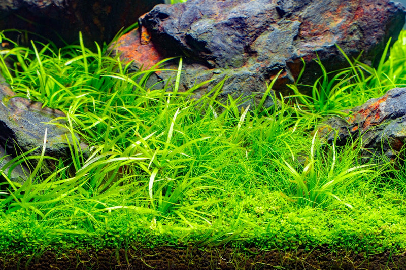 Helanthium Tenellum Broad Leaf UNS Tissue Culture Aquatic Plant - Buce Plant