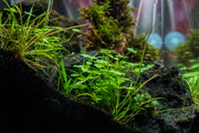Helanthium Tenellum Micro Aquatic Farmer Tissue Culture Aquatic Plant - Buce Plant