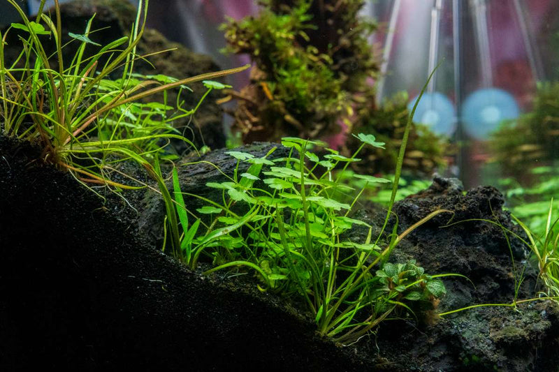 Helanthium Tenellum Micro Aquatic Farmer Tissue Culture Aquatic Plant - Buce Plant