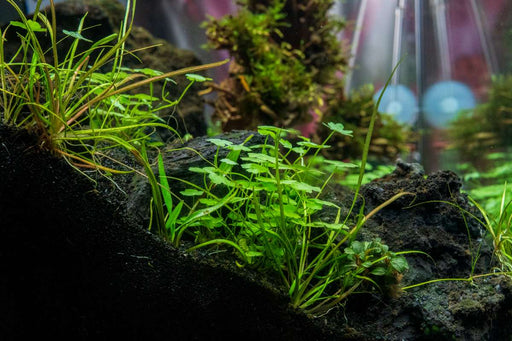 Helanthium Tenellum Micro Aquatic Farmer Tissue Culture