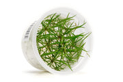 Helanthium Tenellum Micro Aquatic Farmer Tissue Culture Aquatic Plant - Buce Plant