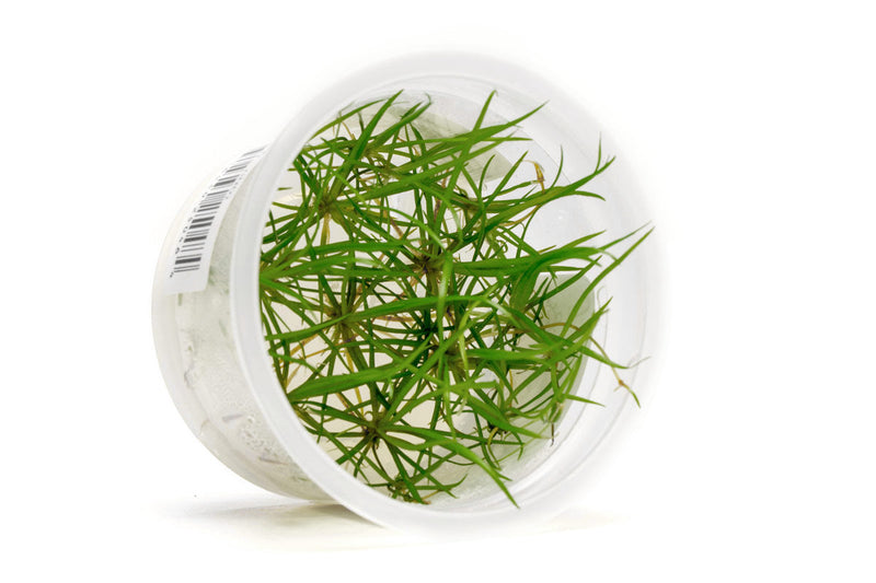 Helanthium Tenellum Micro Aquatic Farmer Tissue Culture Aquatic Plant - Buce Plant