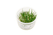 Helanthium Tenellum Micro Aquatic Farmer Tissue Culture Aquatic Plant - Buce Plant