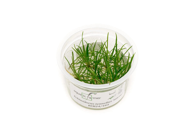 Helanthium Tenellum Micro Aquatic Farmer Tissue Culture Aquatic Plant - Buce Plant