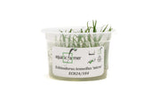 Helanthium Tenellum Micro Aquatic Farmer Tissue Culture Aquatic Plant - Buce Plant