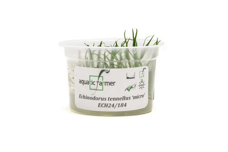 Helanthium Tenellum Micro Aquatic Farmer Tissue Culture Aquatic Plant - Buce Plant