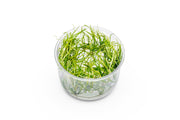 Helanthium Tenellum 'Micro' UNS Tissue Culture