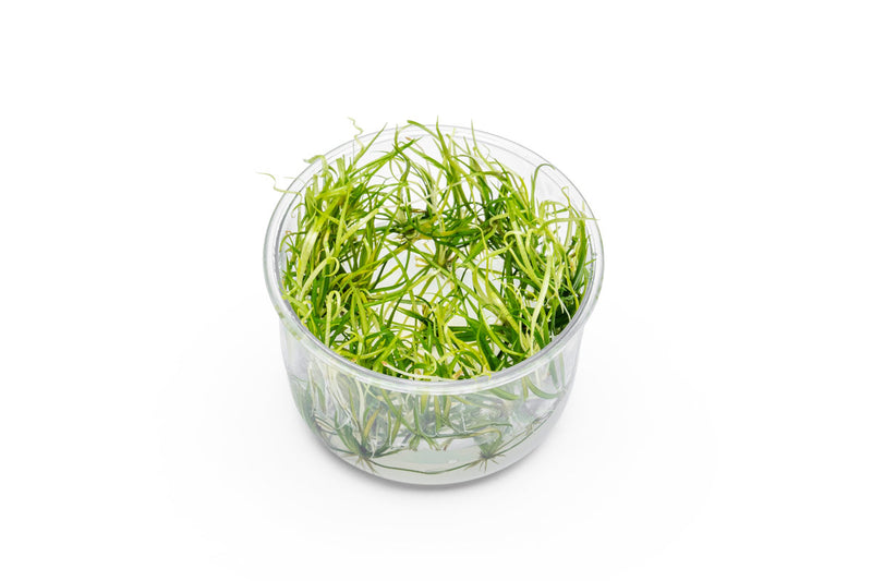Helanthium Tenellum 'Micro' UNS Tissue Culture