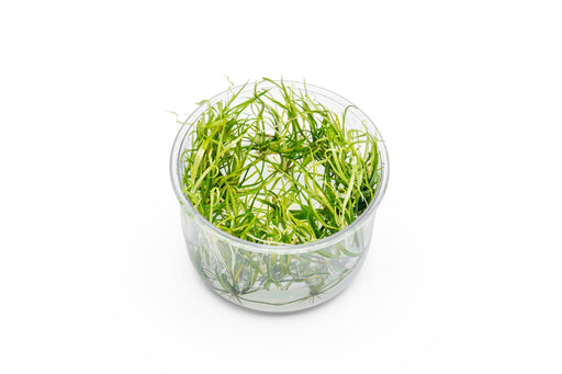 Helanthium Tenellum 'Micro' UNS Tissue Culture