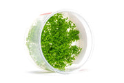 Hemianthus Callitrichoides 'Cuba' UNS Tissue Culture (Dwarf Baby Tears) Aquatic Plant - Buce Plant