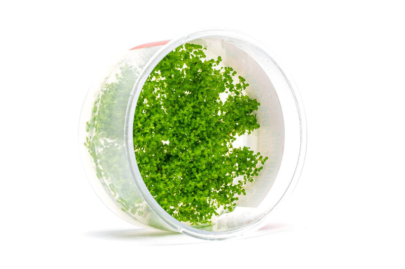 Hemianthus Callitrichoides 'Cuba' UNS Tissue Culture (Dwarf Baby Tears) Aquatic Plant - Buce Plant