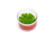 Hemianthus Callitrichoides 'Cuba' UNS Tissue Culture (Dwarf Baby Tears) Aquatic Plant - Buce Plant