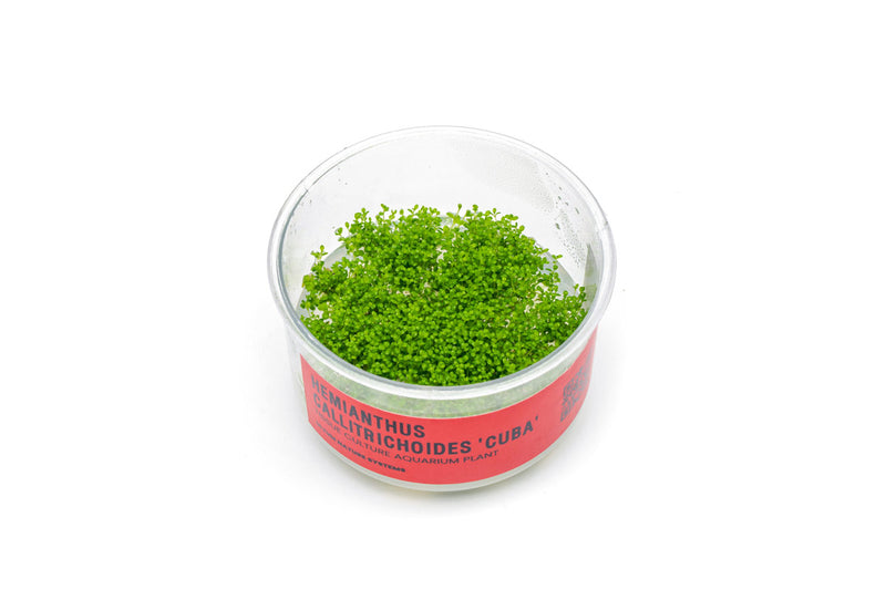 Hemianthus Callitrichoides 'Cuba' UNS Tissue Culture (Dwarf Baby Tears) Aquatic Plant - Buce Plant