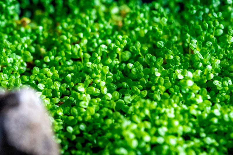 Hemianthus Callitrichoides 'Cuba' UNS Tissue Culture (Dwarf Baby Tears) Aquatic Plant - Buce Plant
