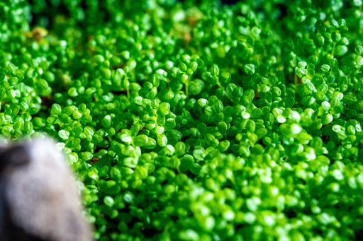 Healthy Hemianthus Callitrichoides 'Cuba' UNS Tissue Culture aquatic plant, Dwarf Baby Tears for freshwater aquariums.