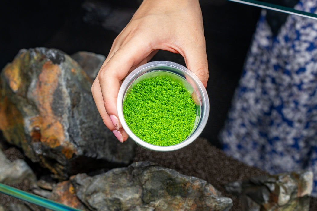 Hemianthus Callitrichoides 'Cuba' UNS Tissue Culture  (Dwarf Baby Tears)