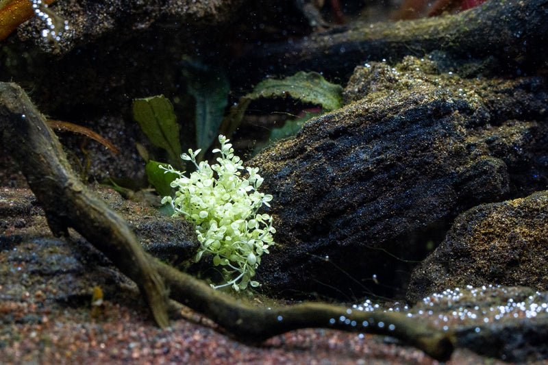 Hemianthus Callitrichoides 'Cuba White'